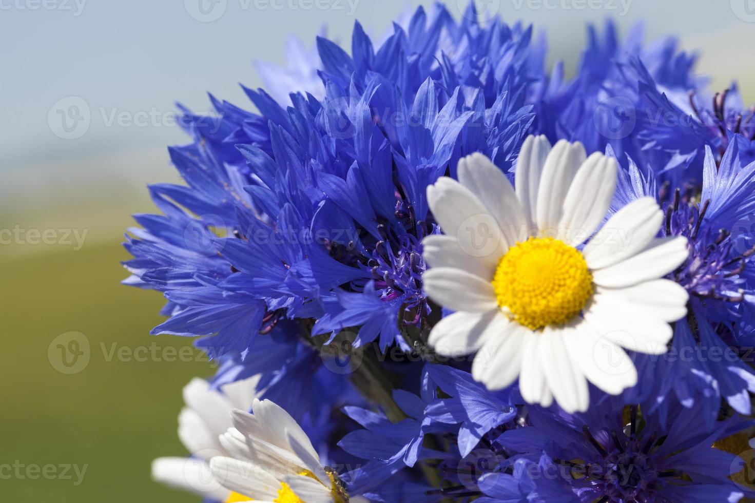 ramo recogido de flores silvestres azules aciano 9446005 Foto de stock en  Vecteezy