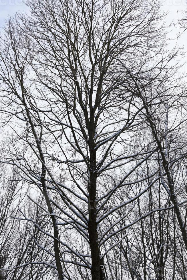 different types of bare deciduous trees without foliage photo