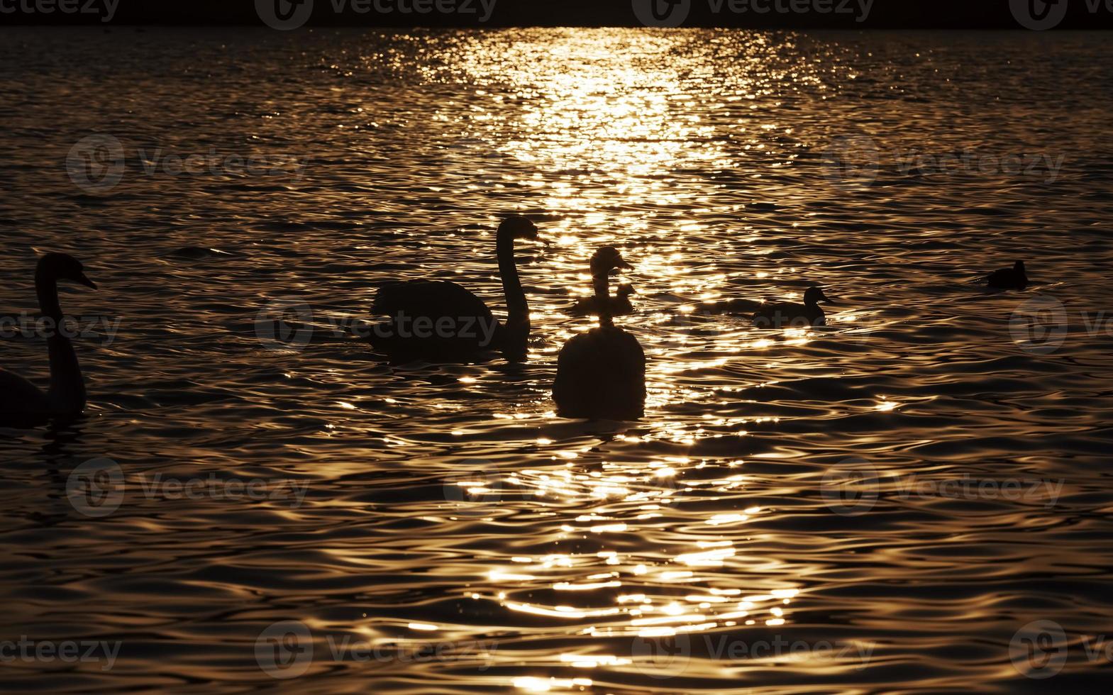 white Swan group, orange color photo