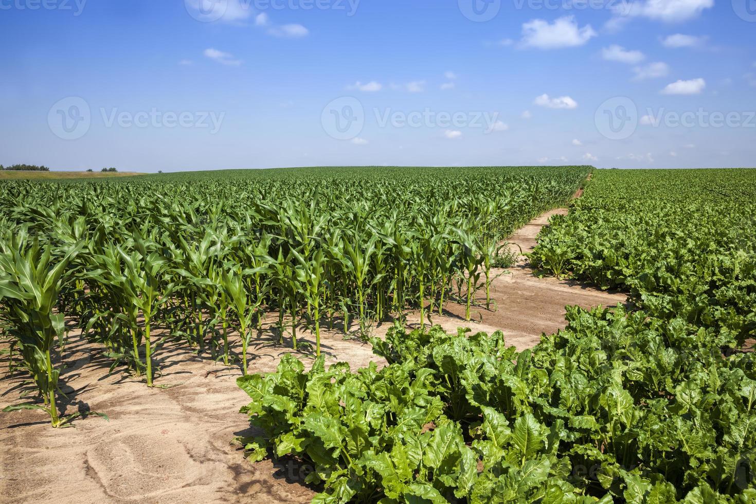 green beet for sugar production in the agricultural field photo