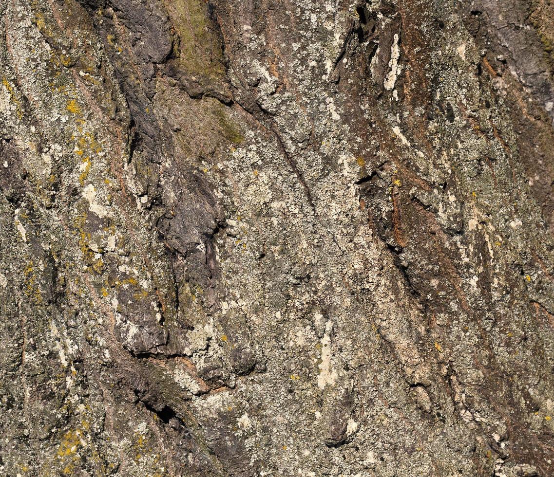 the bark of a tree with the features of its structure photo