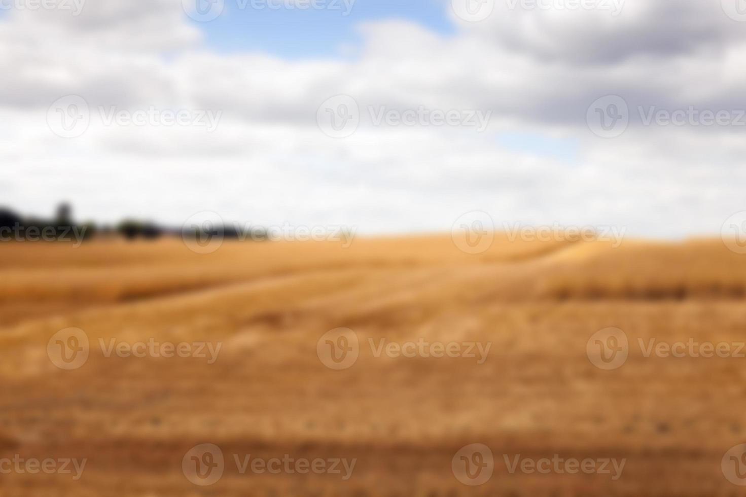 ripe wheat crop photo