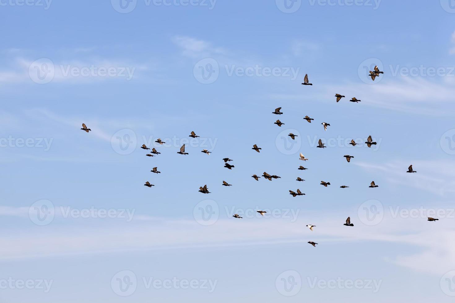 a flock of pigeons flying in the blue sky photo