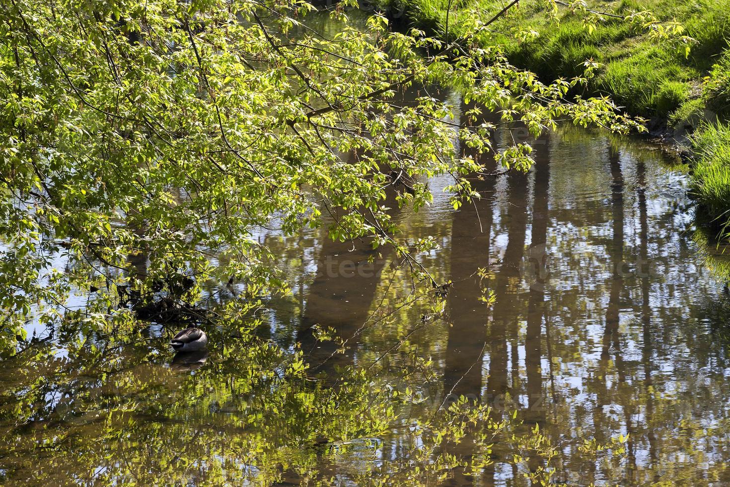 forest lake, close up photo