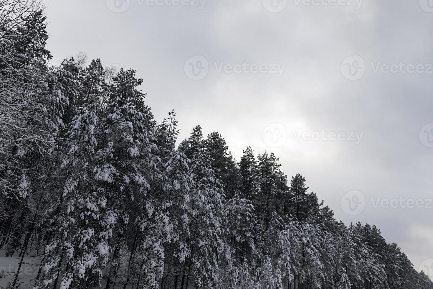 winter trees, close up photo