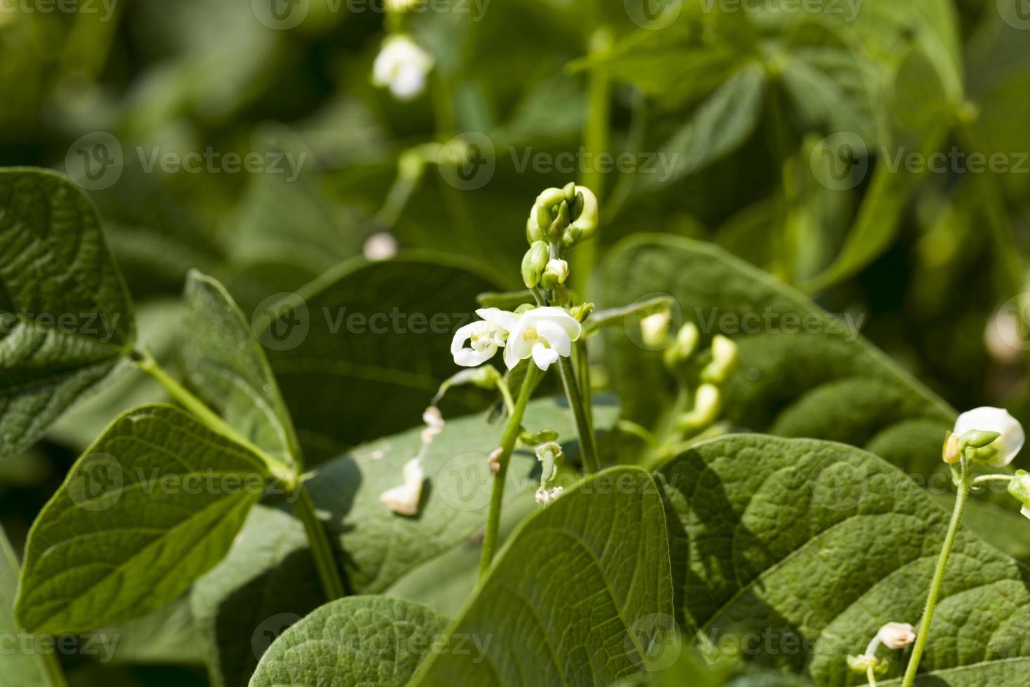 a bean blooming during growth photo