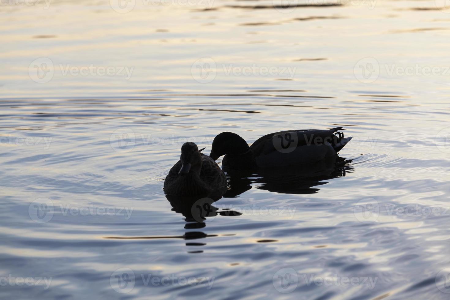 wild ducks floating on the lake photo