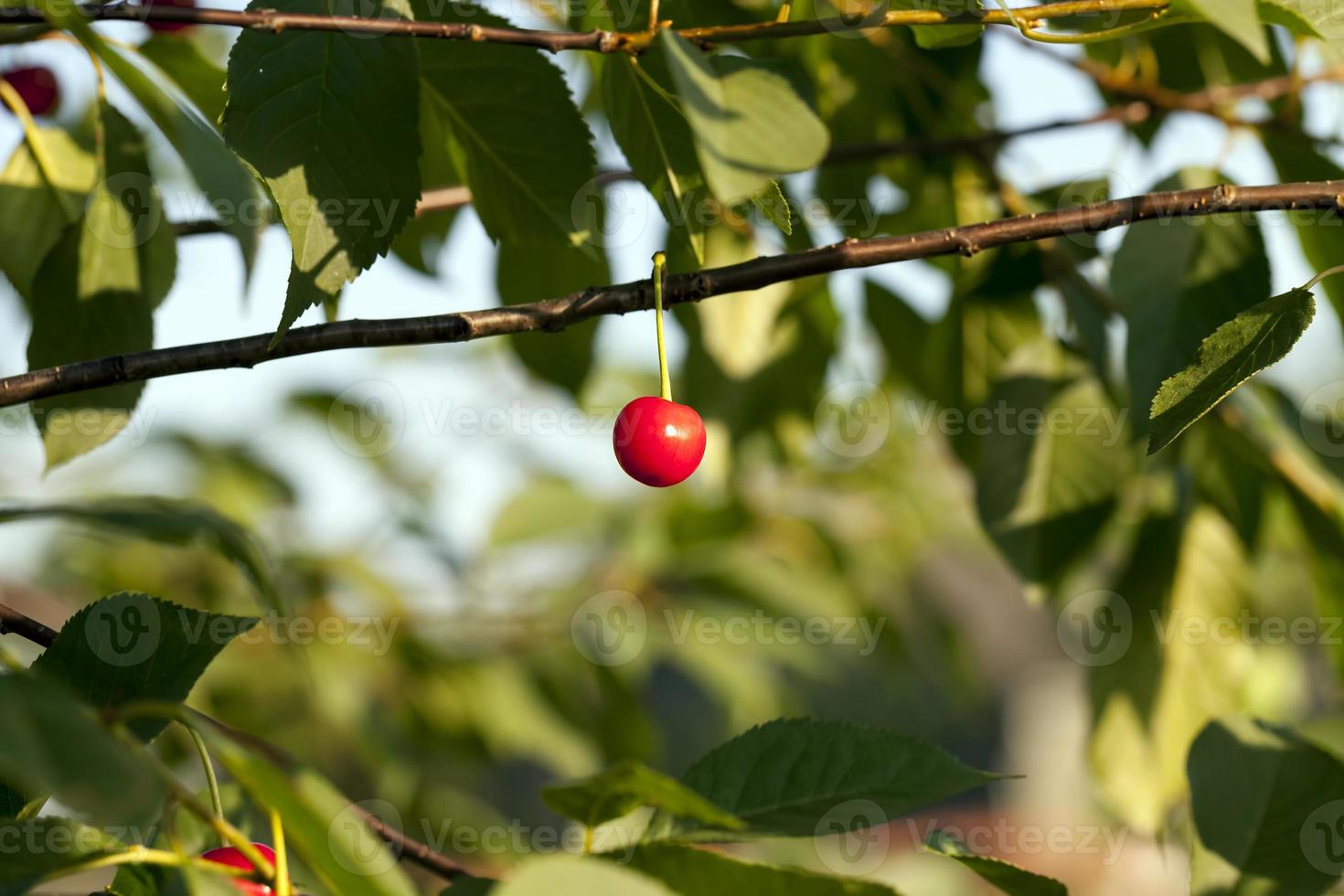 red ripe cherry on the branches of a cherry fruit tree photo