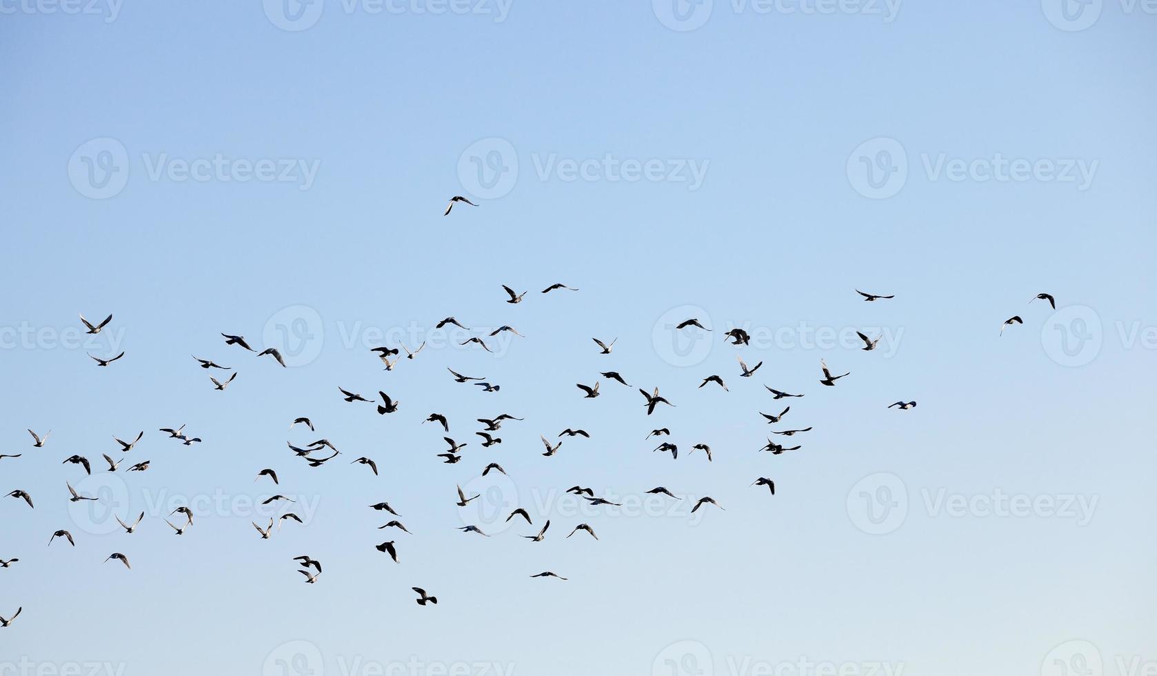 pájaros volando en el cielo foto