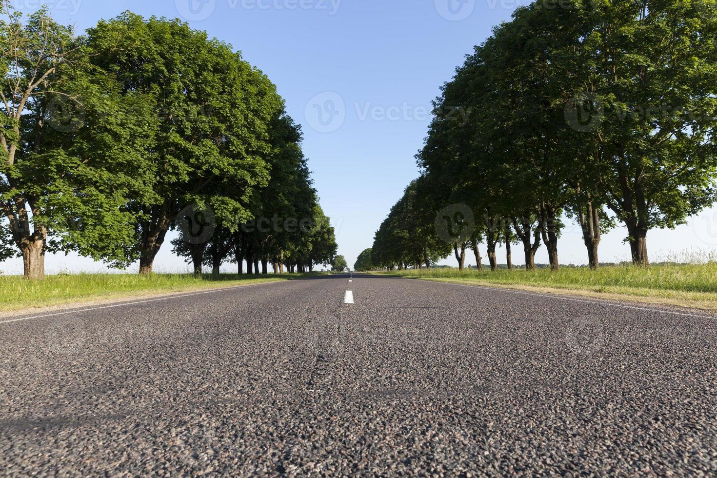 maple trees growing along the road photo