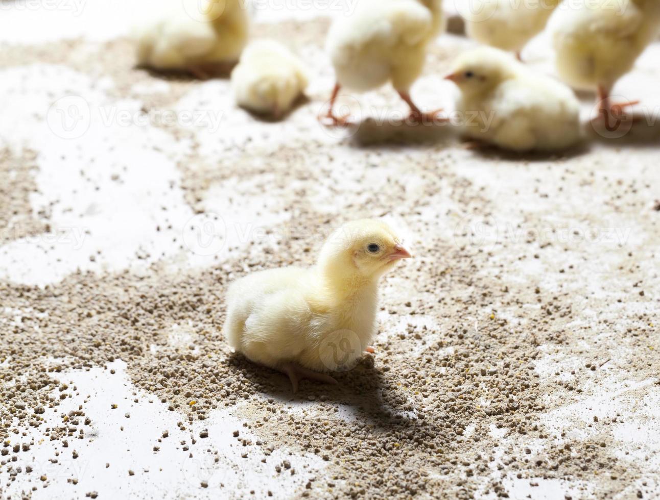 pollitos de pollo de carne blanca en una granja avícola foto