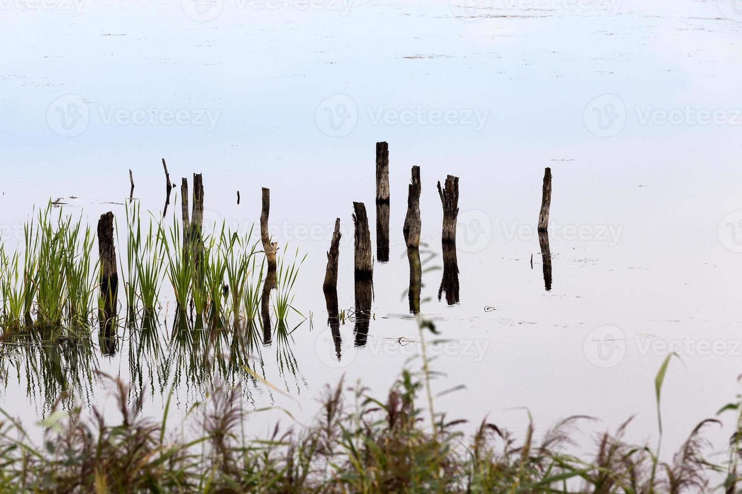 a lake with different plants photo