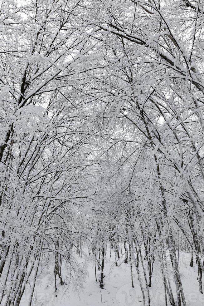 árboles de hoja caduca desnudos en la nieve en invierno foto