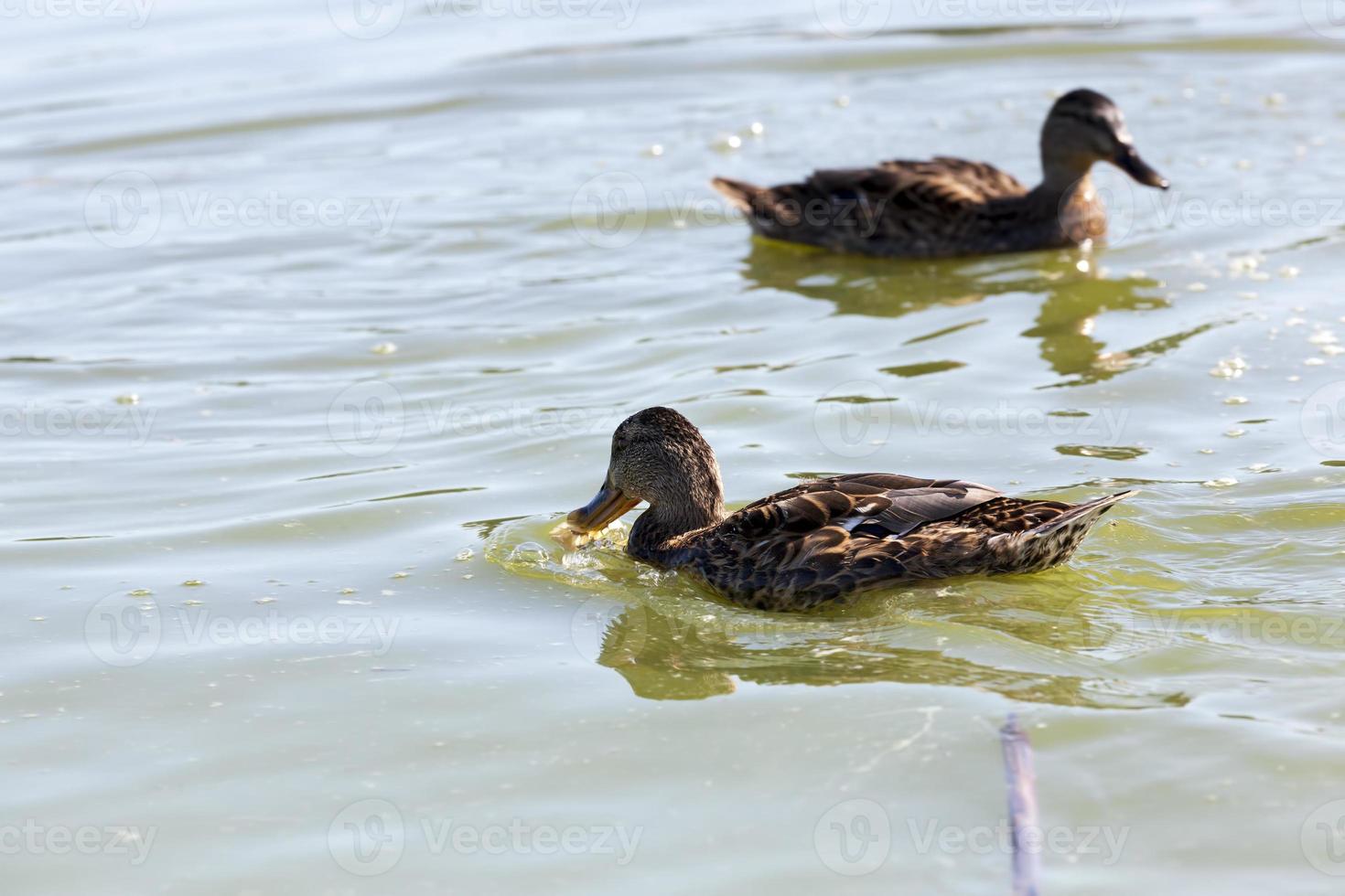 aves silvestres patos en su hábitat natural foto