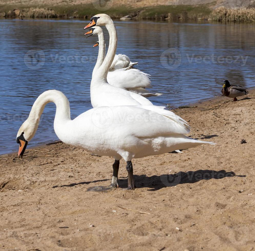 beautiful waterfowl Swan on the lake in the spring photo