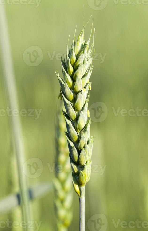 Field with cereal photo