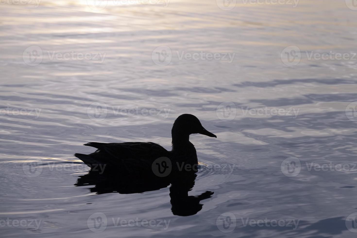 waterfowl ducks in spring or summer, waterfowl wild birds photo