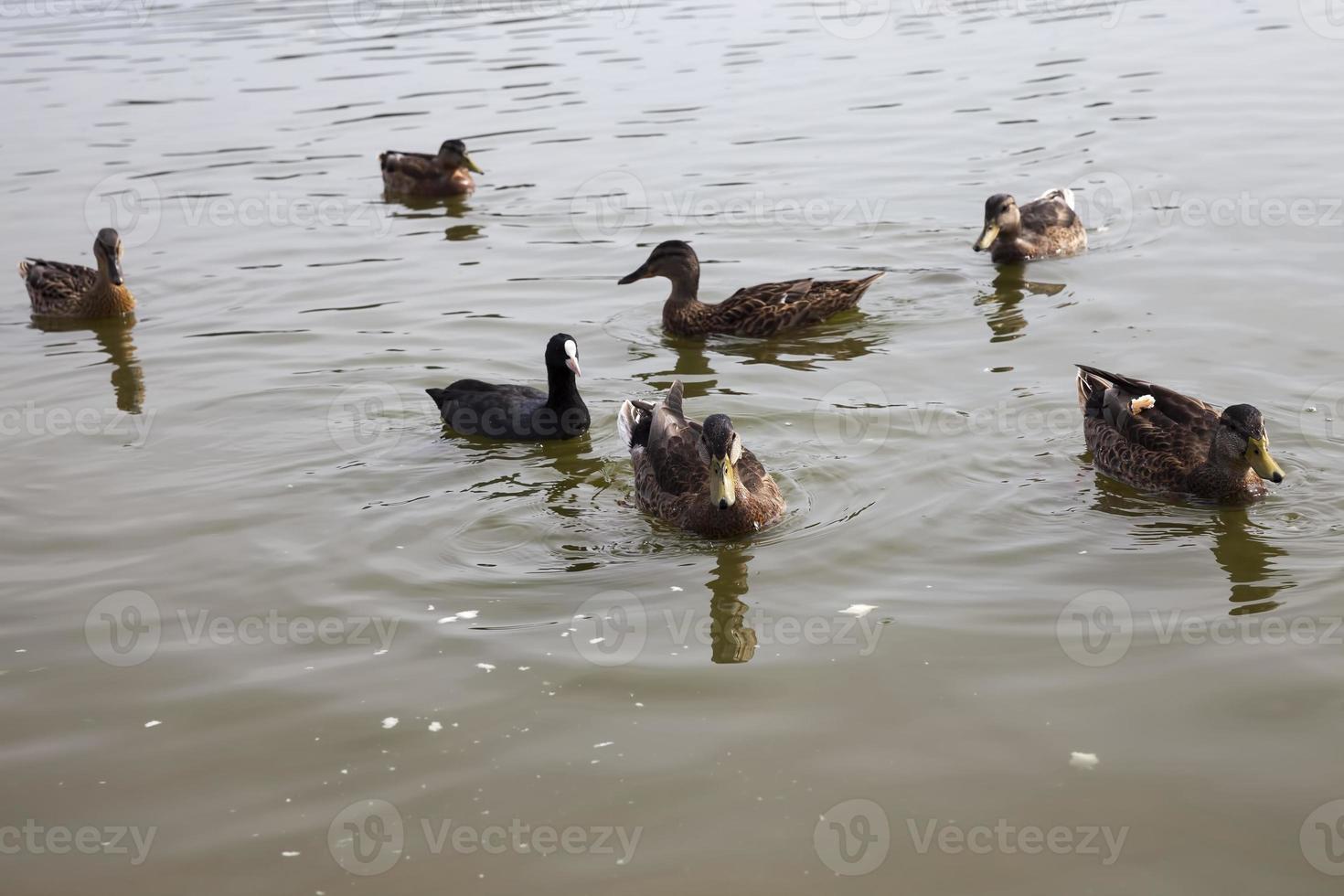 patos salvajes en la naturaleza foto