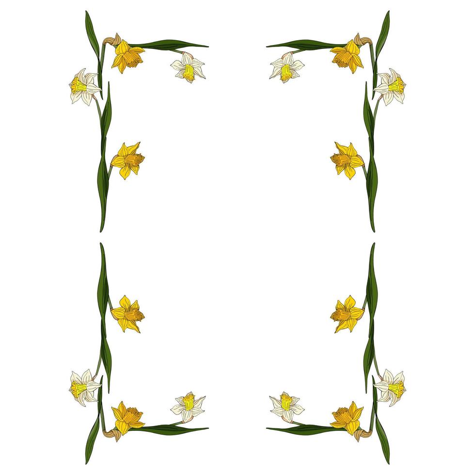 Rectangular frame made of white and yellow daffodils. Decorative element with flowers on white background for your design vector