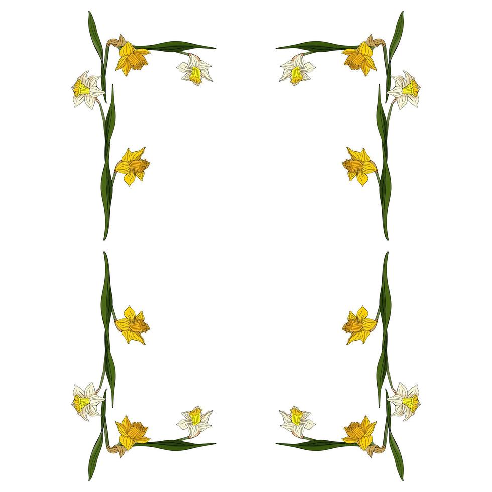 marco rectangular hecho de narcisos blancos y amarillos. elemento decorativo con flores sobre fondo blanco para su diseño vector