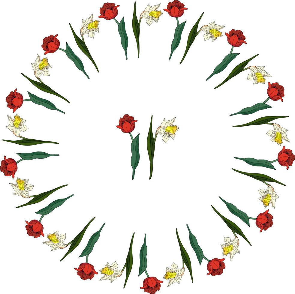 Set with red tulips and white daffodils on white background. Round frame and isolated floral elements for your design vector