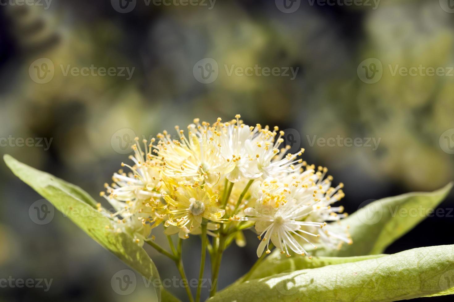 deciduous trees in the summer photo