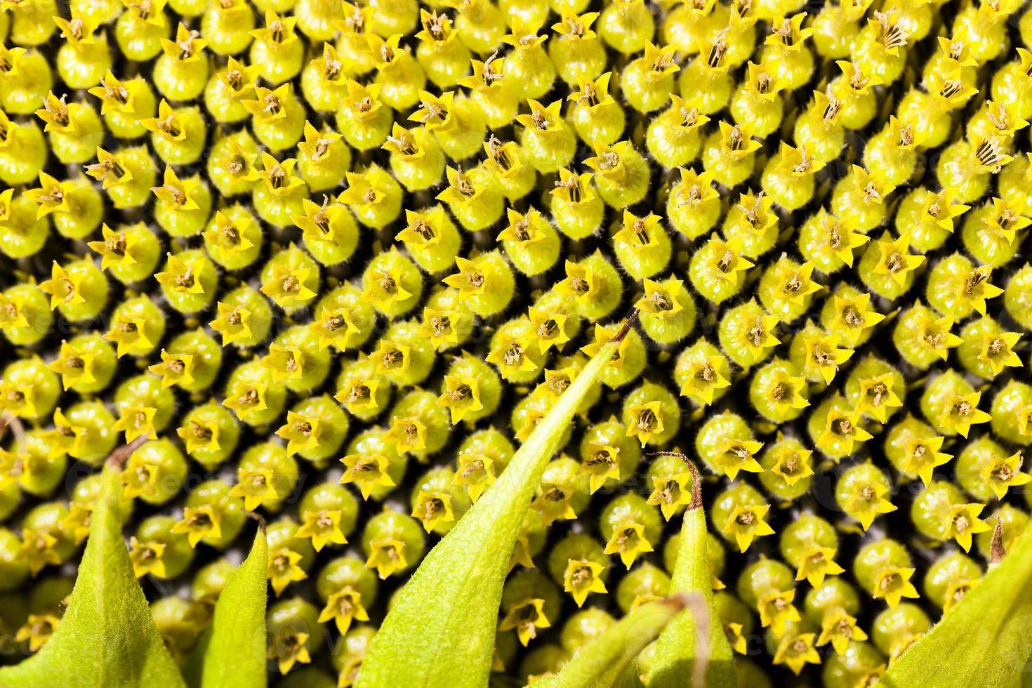 sunflower close up photo