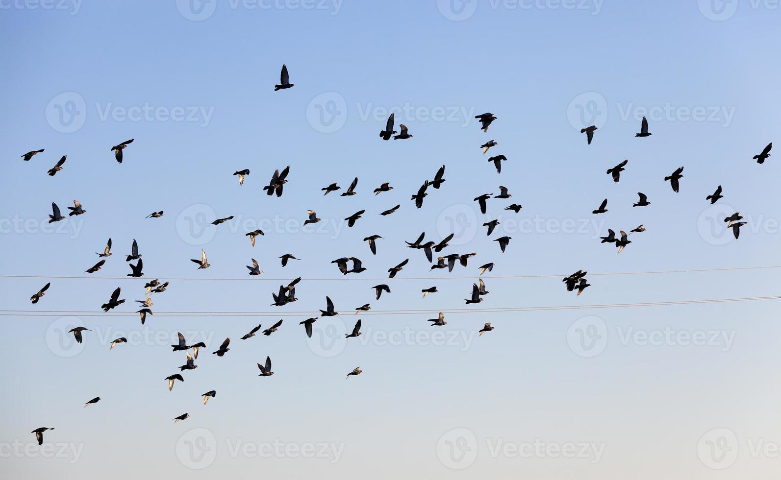 a large number of birds against the sky photo