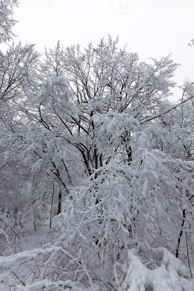 fully covered with snow deciduous trees in winter photo