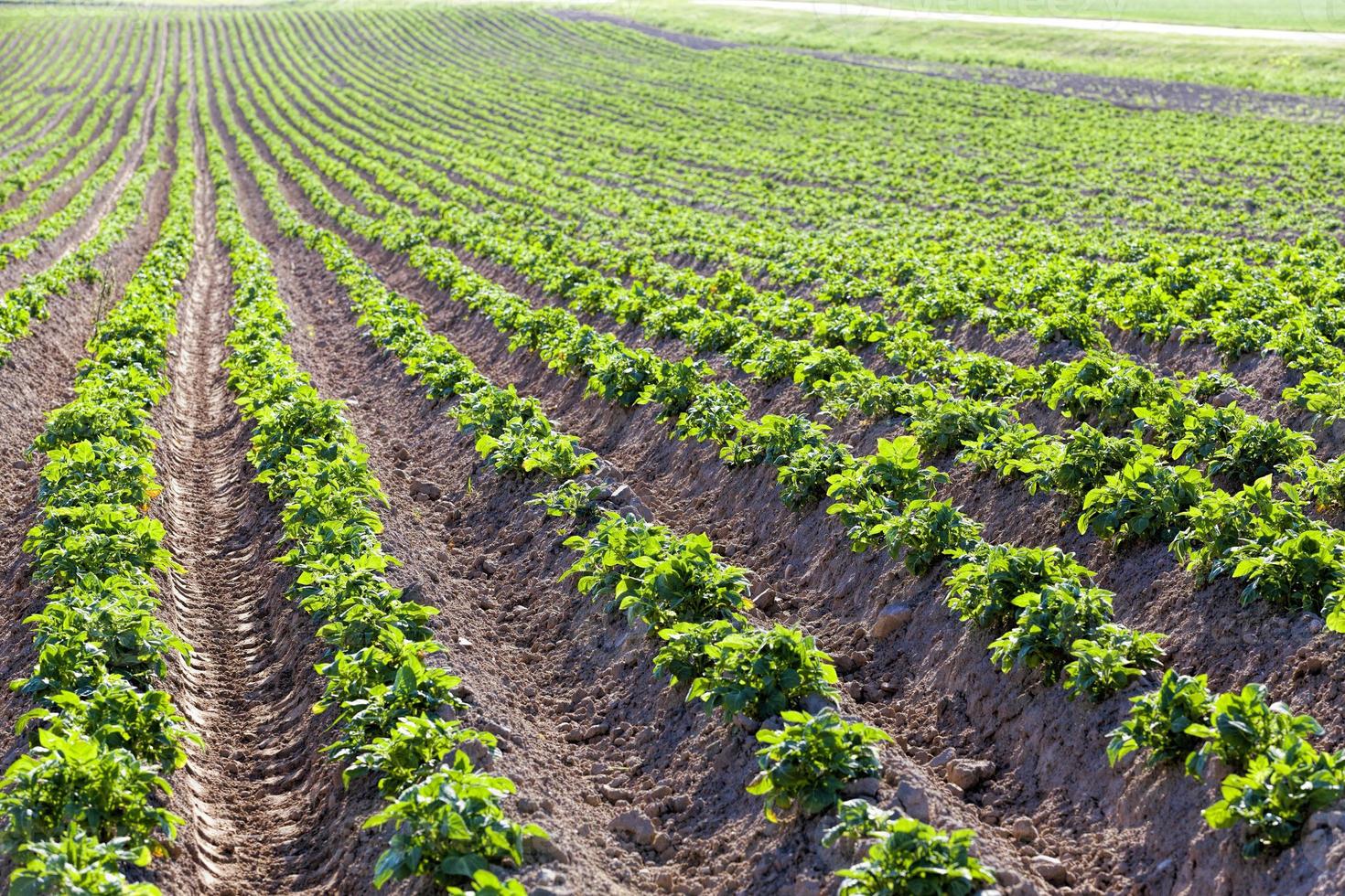 agricultural field where breeding varieties of potato plants photo