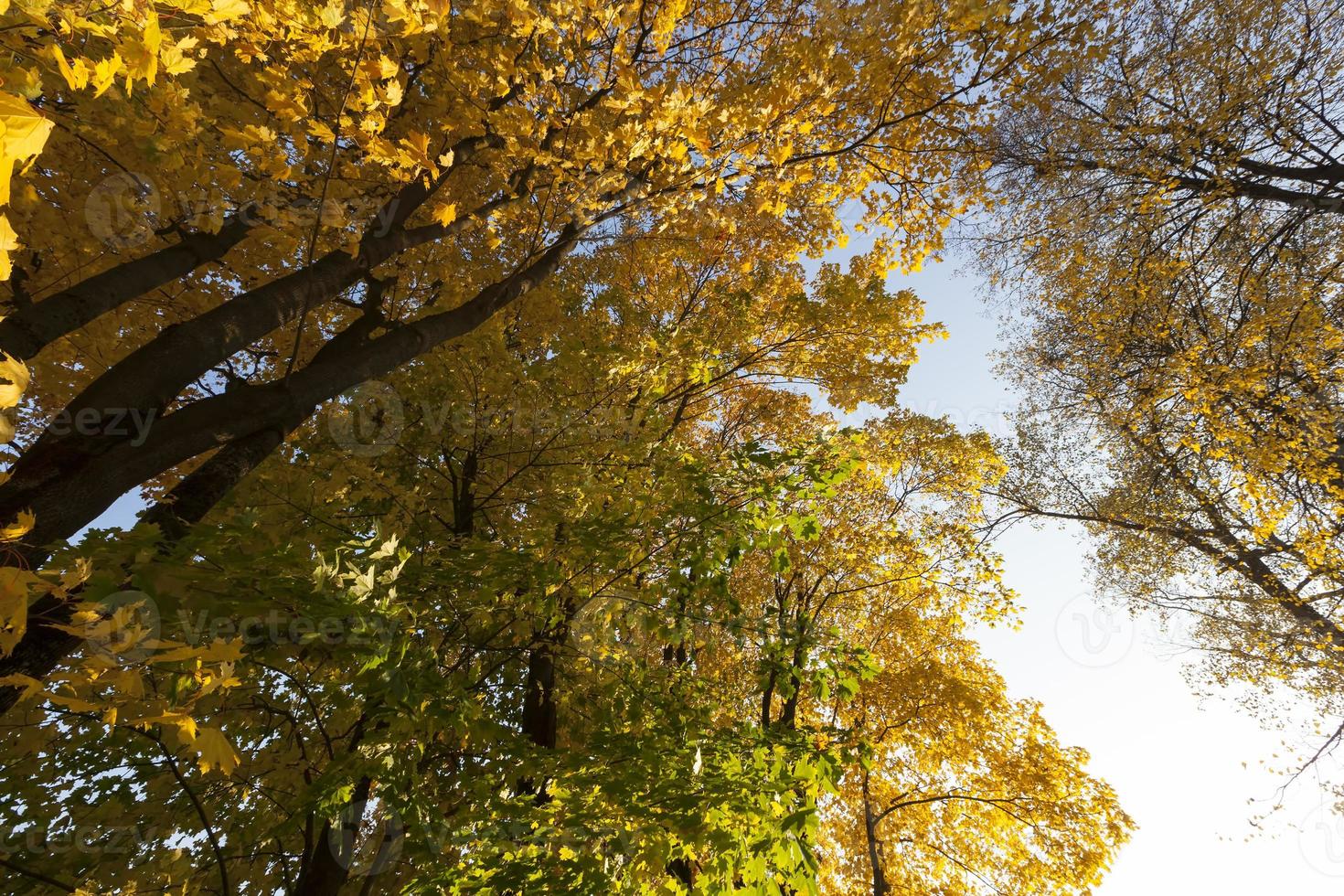deciduous trees in the autumn season photo