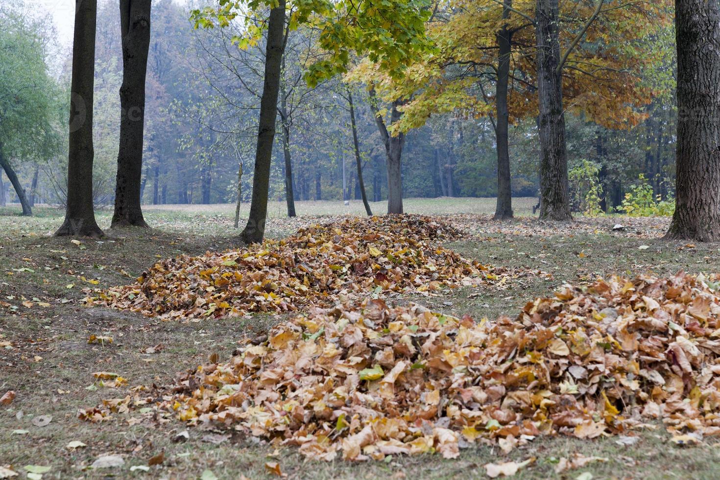 cleaning fallen leaves in heaps photo