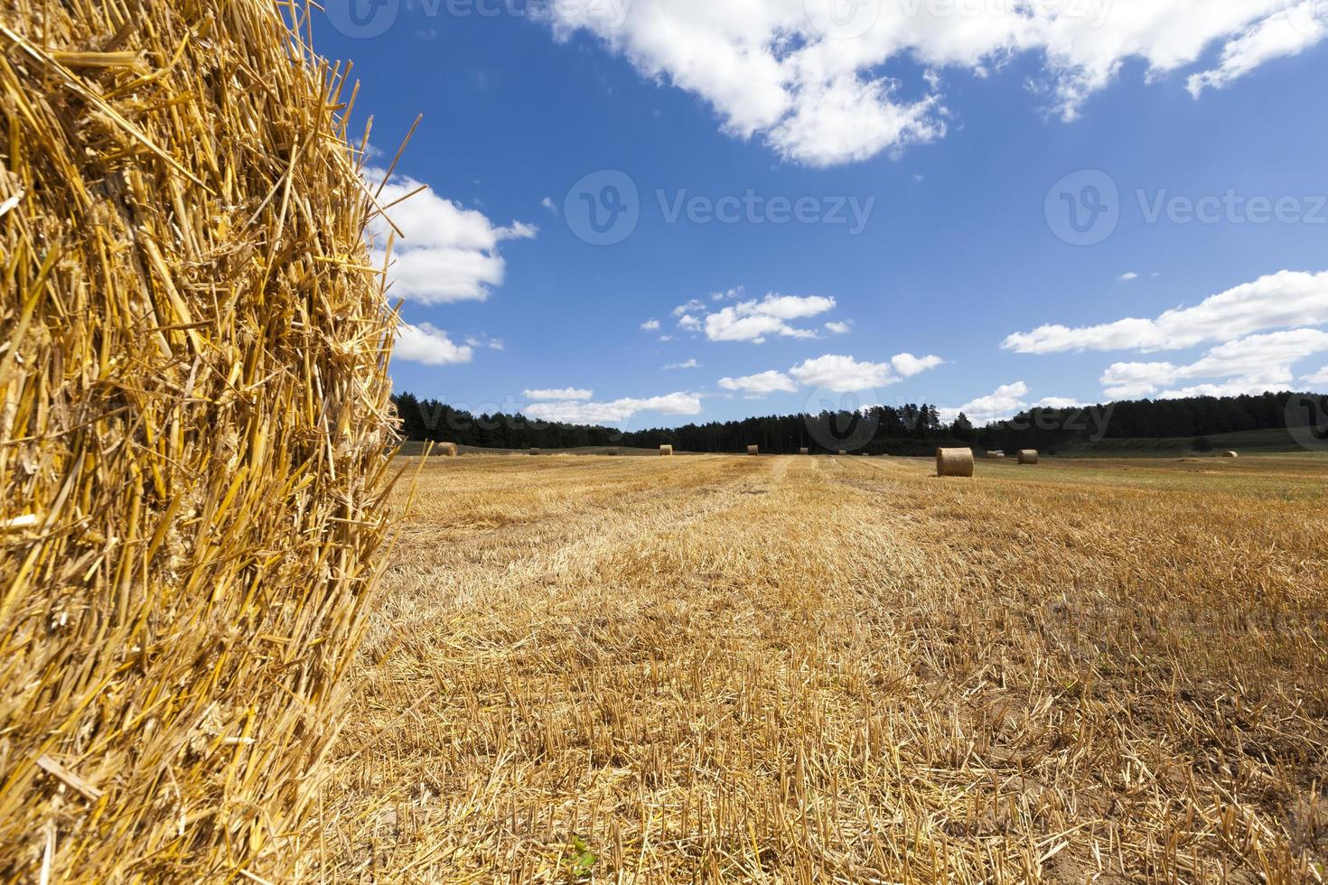 golden wheat straw is dry and prickly photo