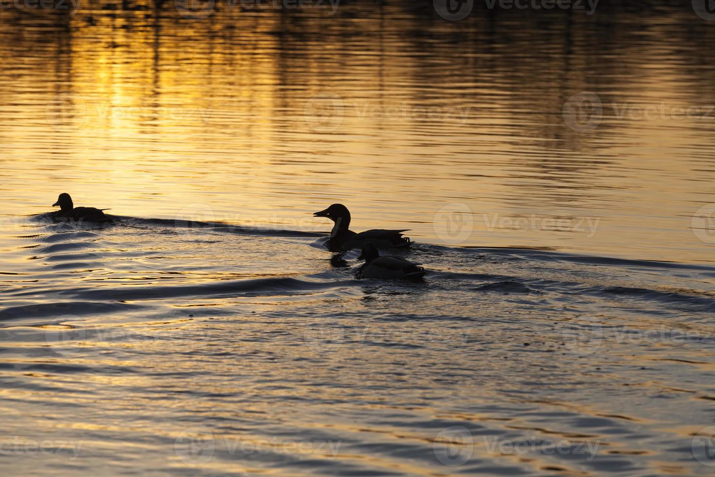 patos de aves acuáticas en primavera o verano, aves silvestres de aves acuáticas foto