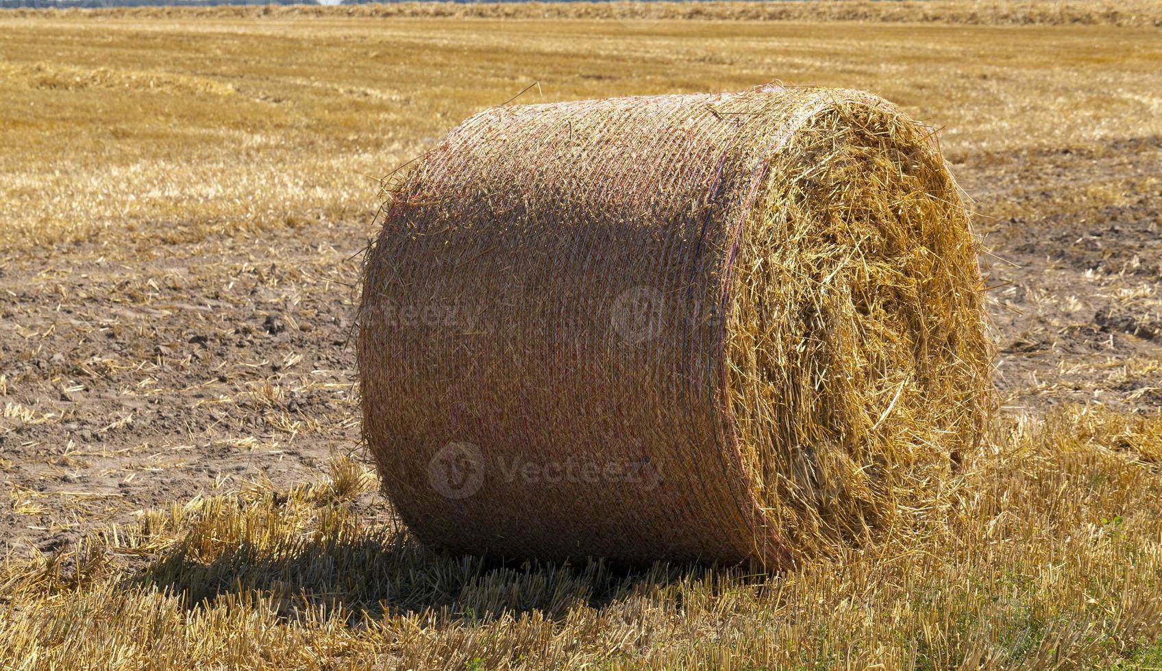 cosecha de grano de trigo, naturaleza y actividades agrícolas. foto