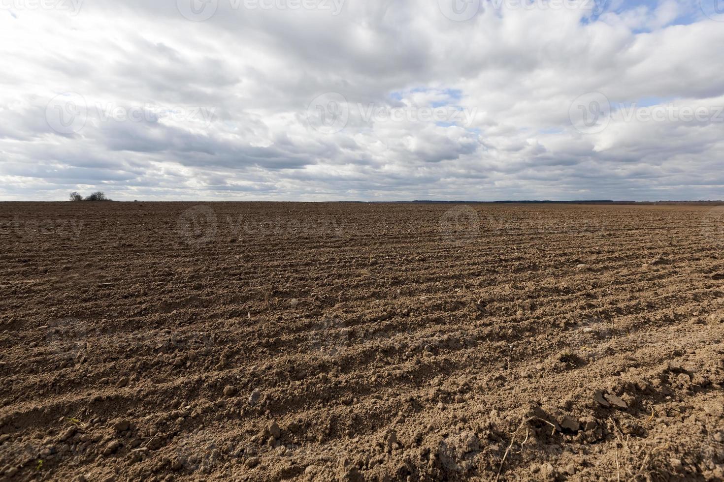 plowed agricultural field sown with grain photo