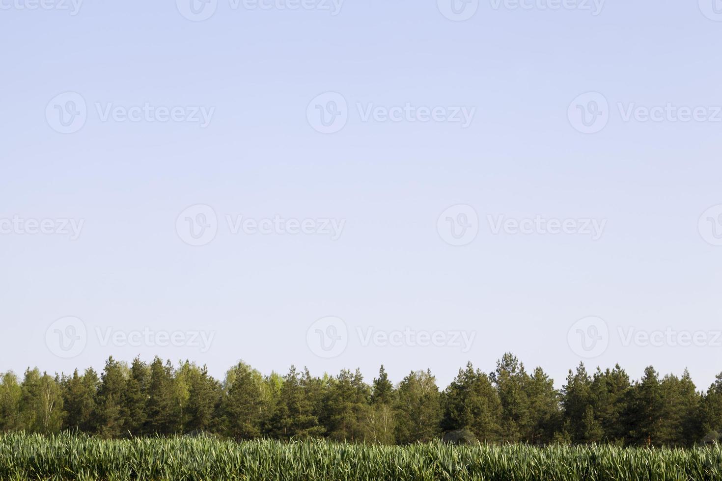 agricultural field sown with sweet corn, summer season photo