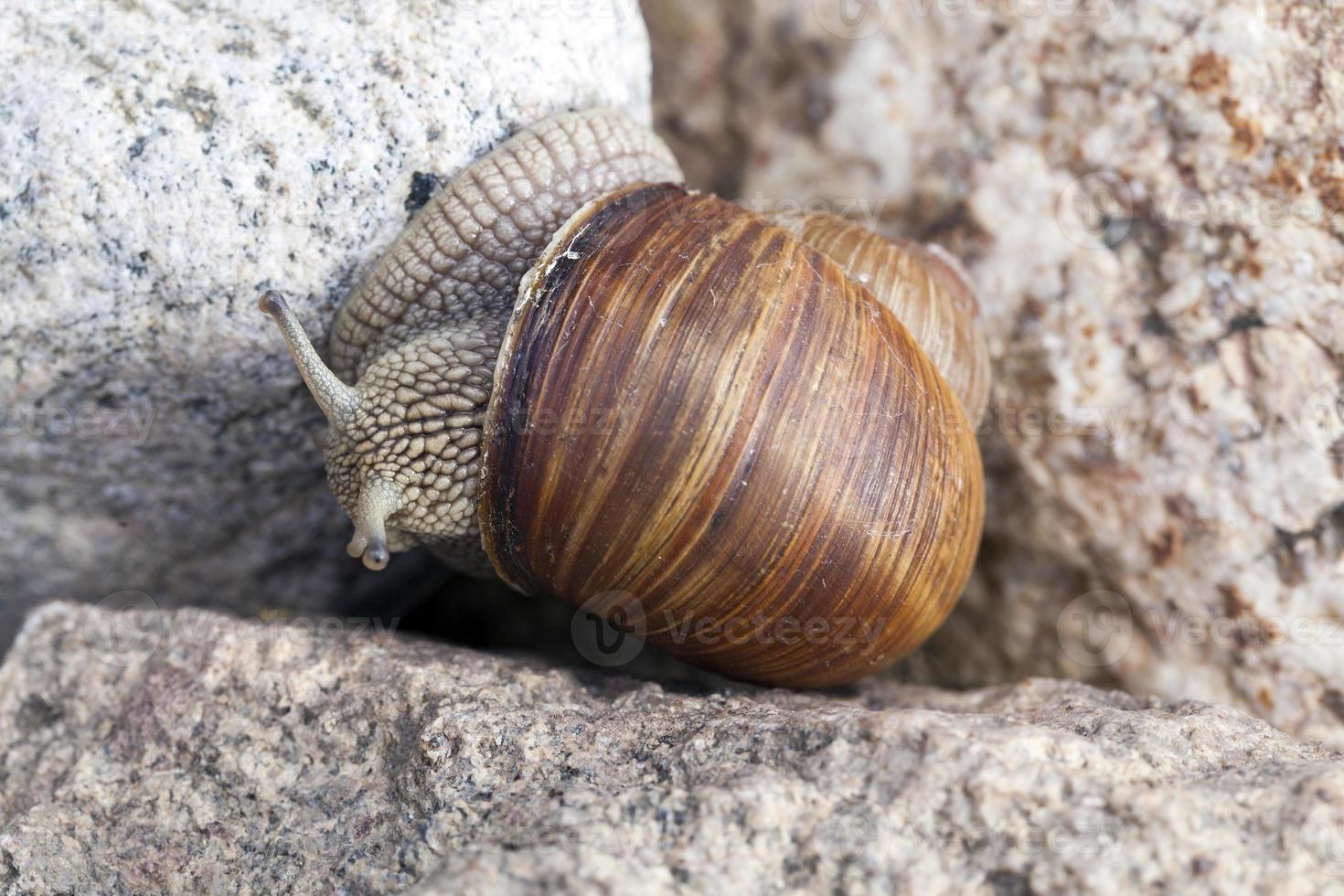 common wild snail crawling on rocks and illuminated by sunlight photo