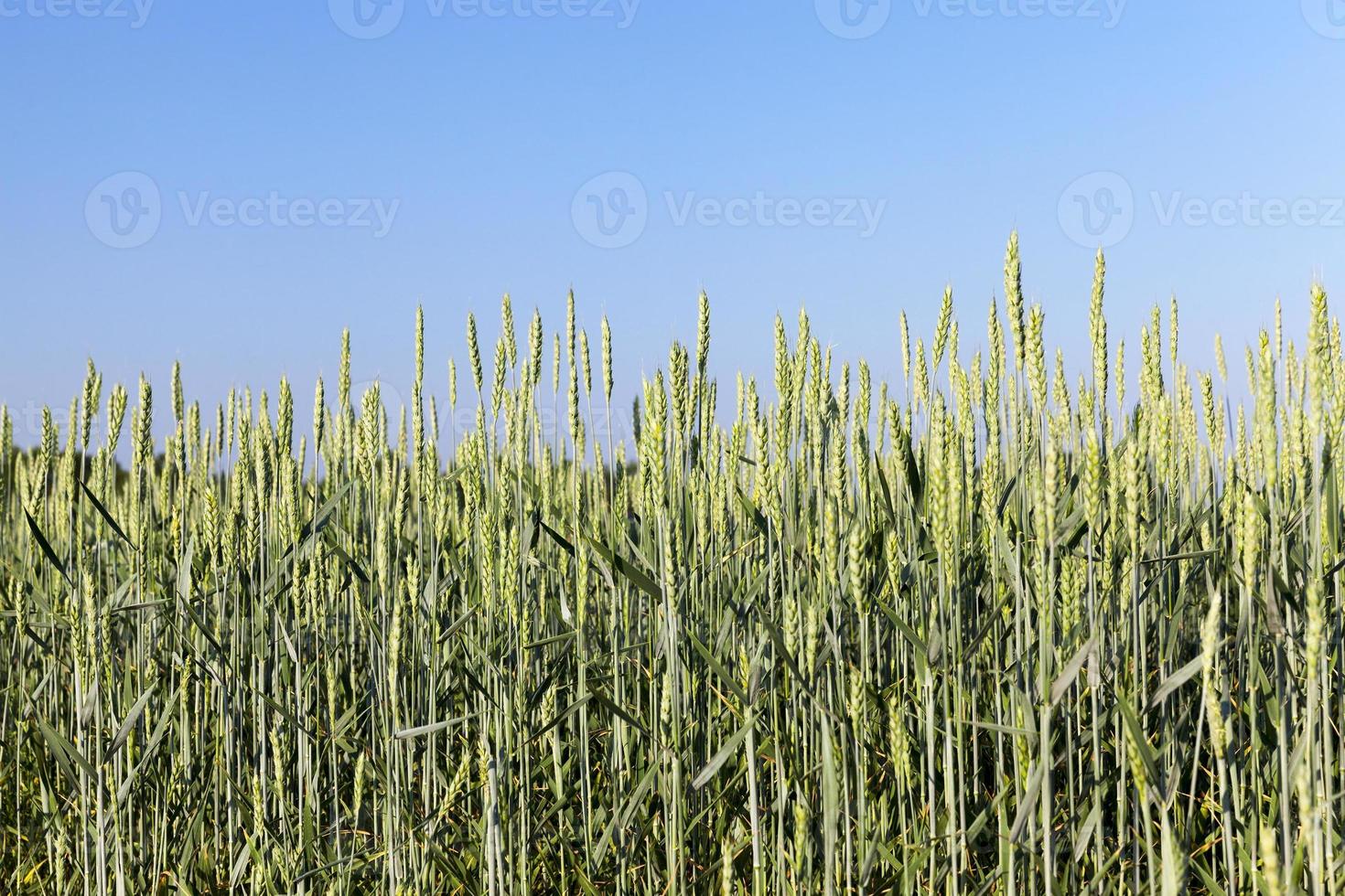 field with cereals photo