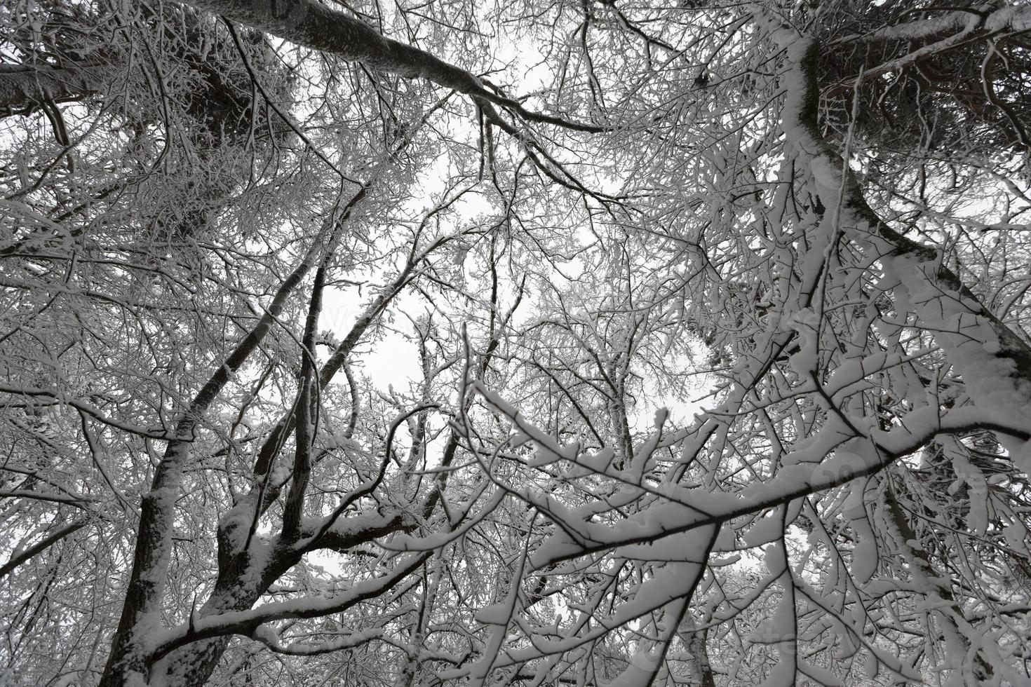 a large number of bare deciduous trees in the winter season photo