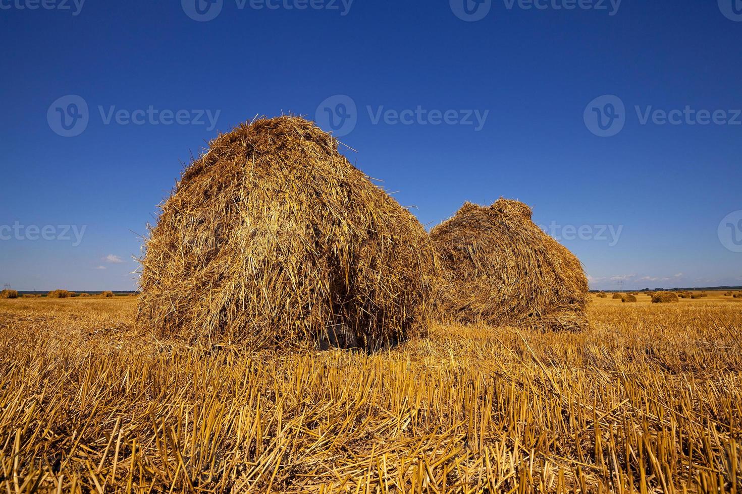 agriculture  close up photo