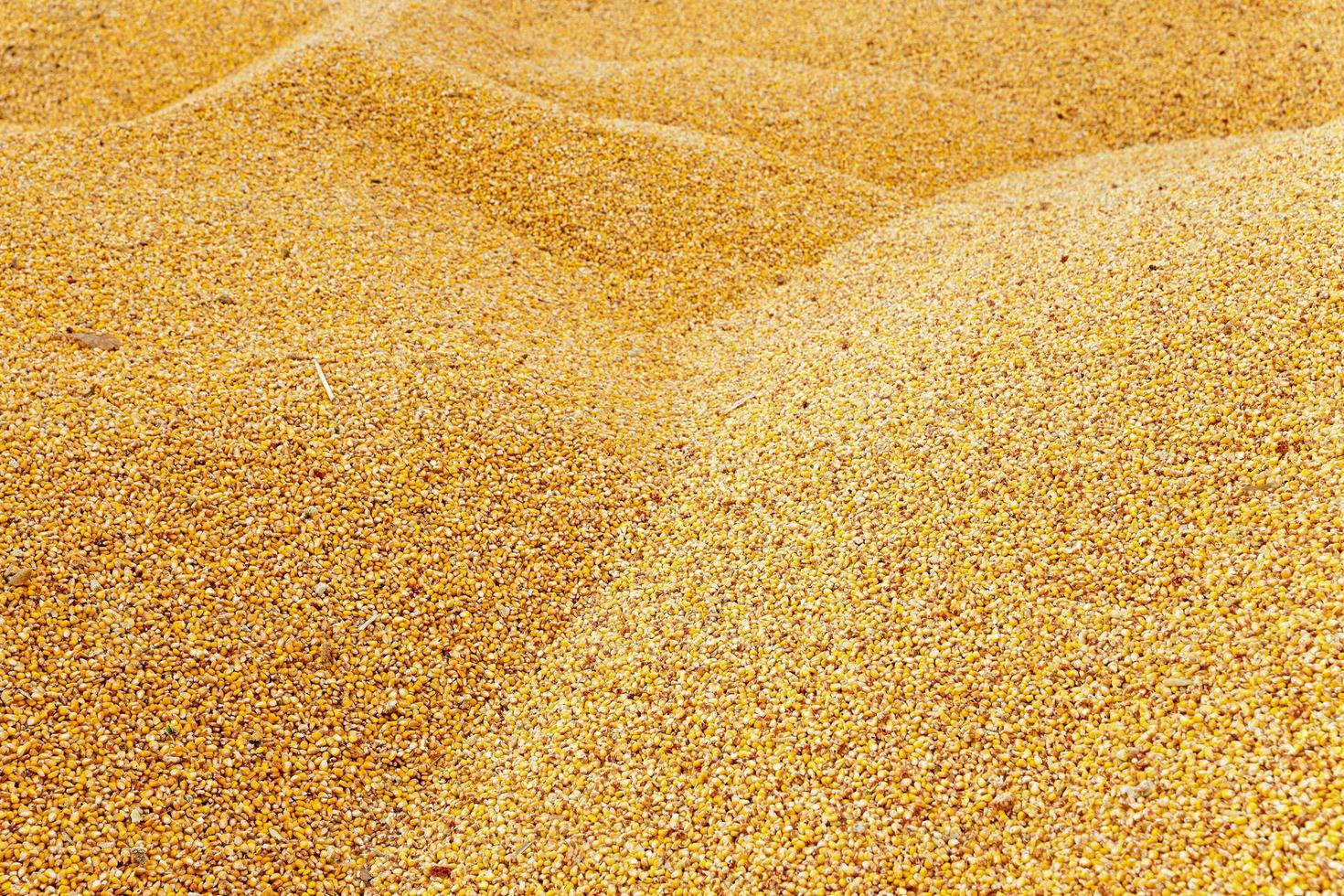 corn  heap  close up photo