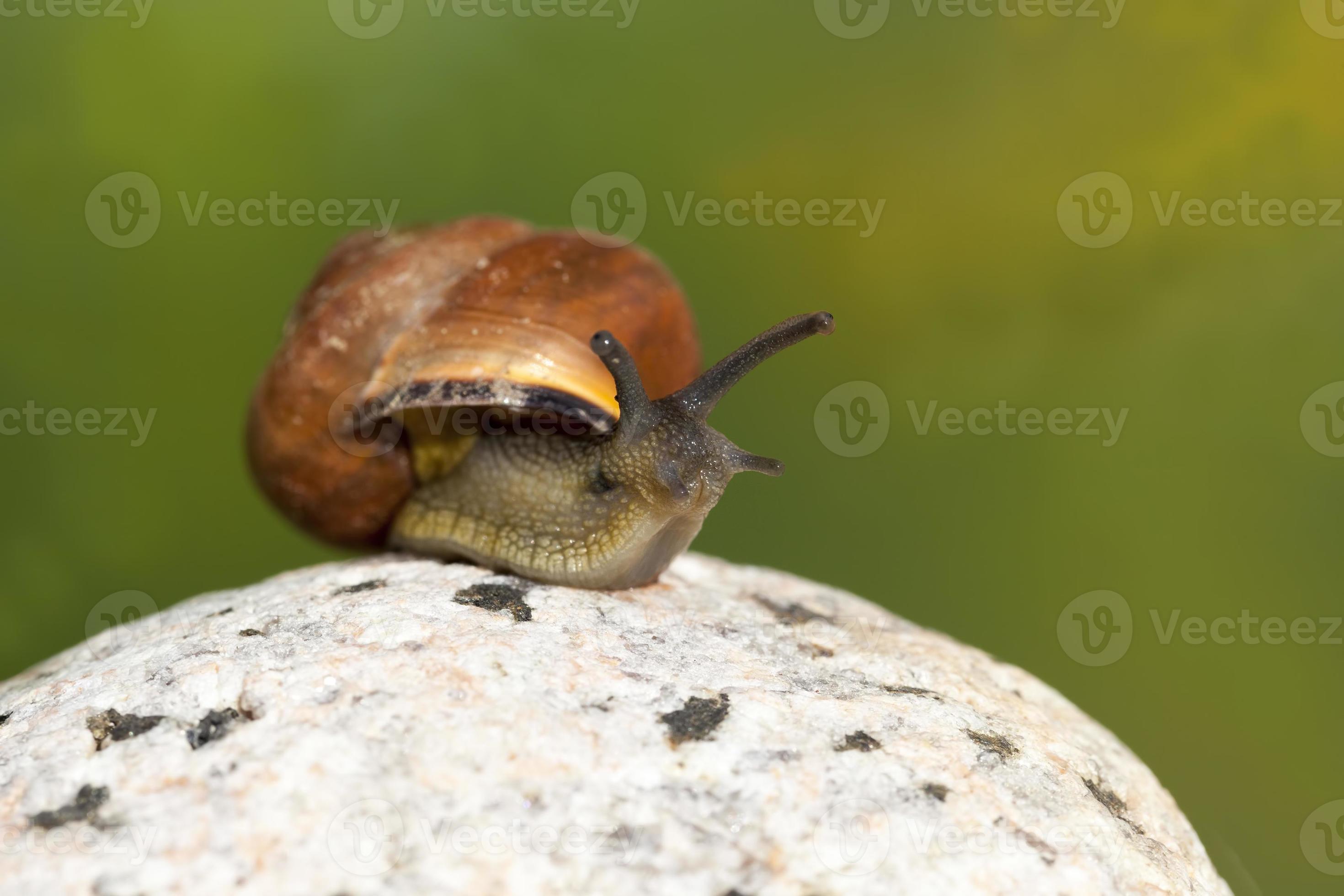 one common wild snail crawling on rocks and illuminated by sunlight