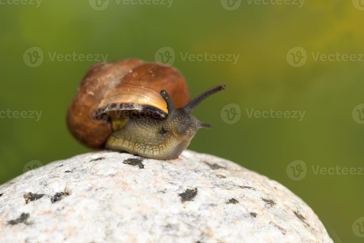 one common wild snail crawling on rocks and illuminated by sunlight photo