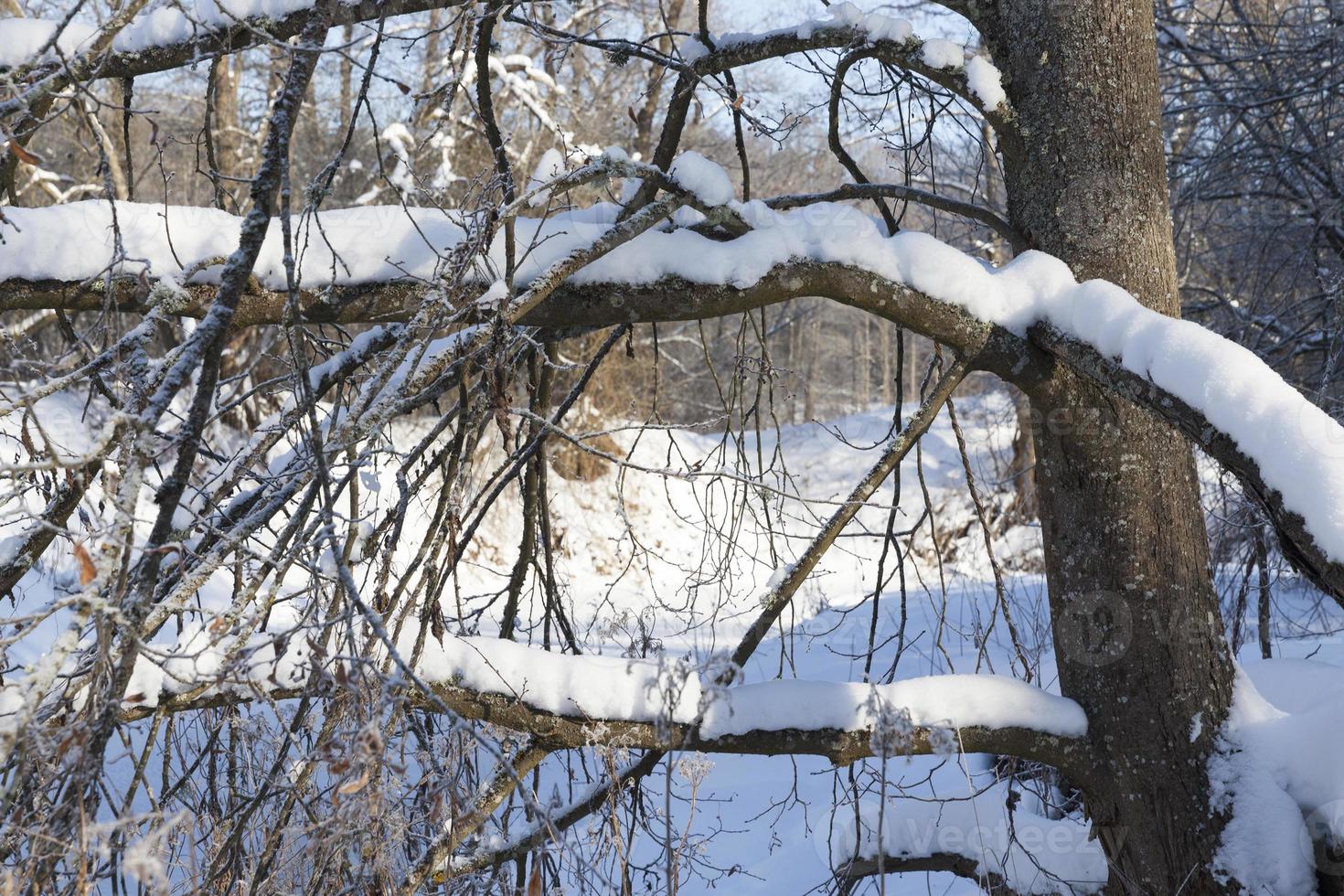 a narrow river in the forest in winter photo