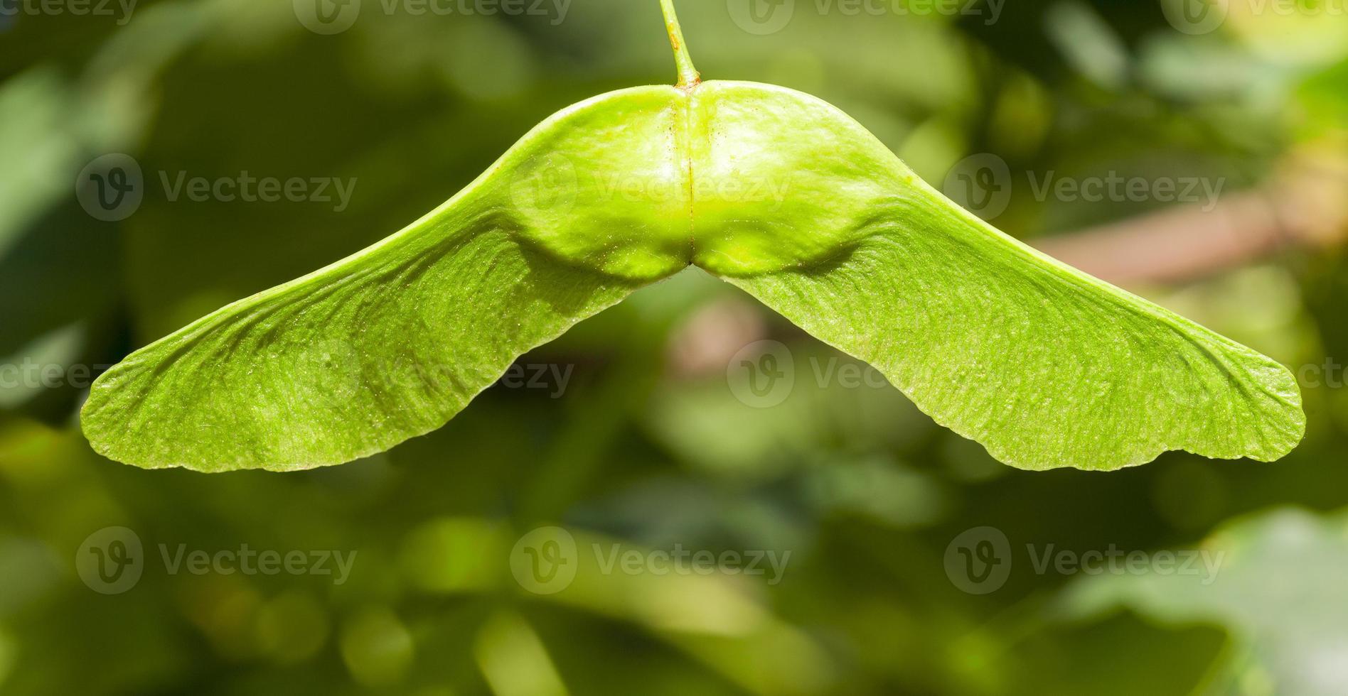 green maple seeds photo
