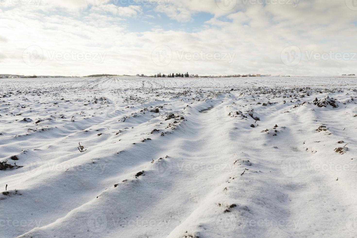 campo arado bajo la nieve foto