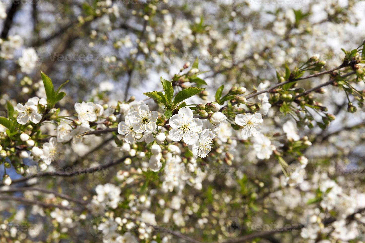 White cherry flowers photo
