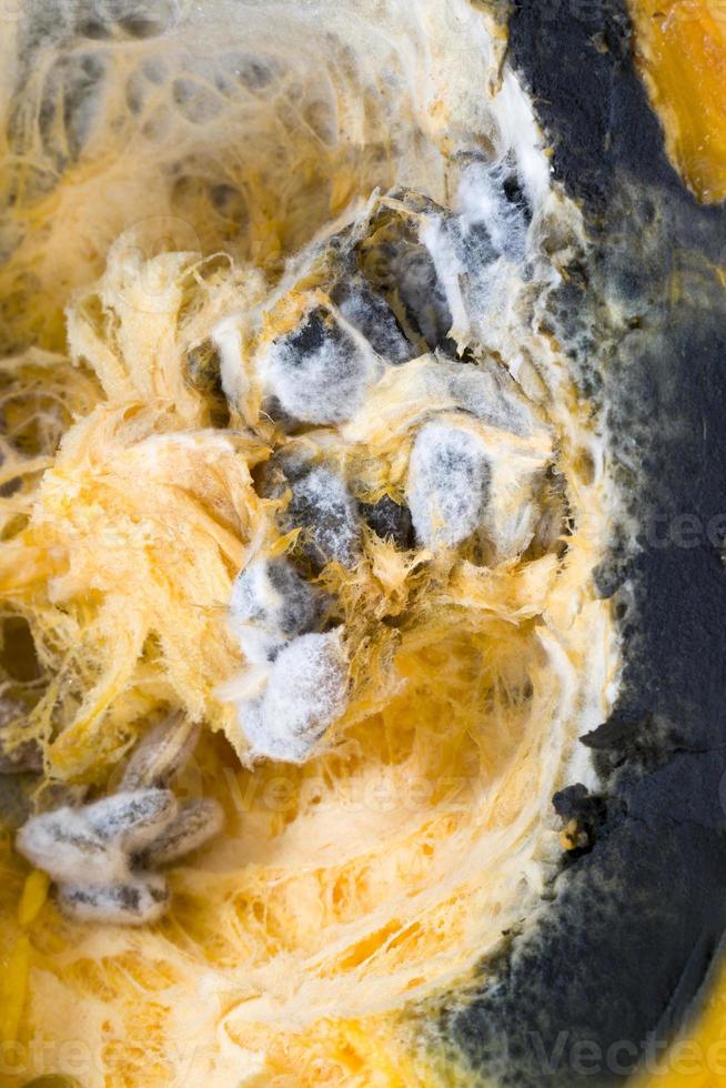 ripe orange pumpkin covered with mold and mildew photo