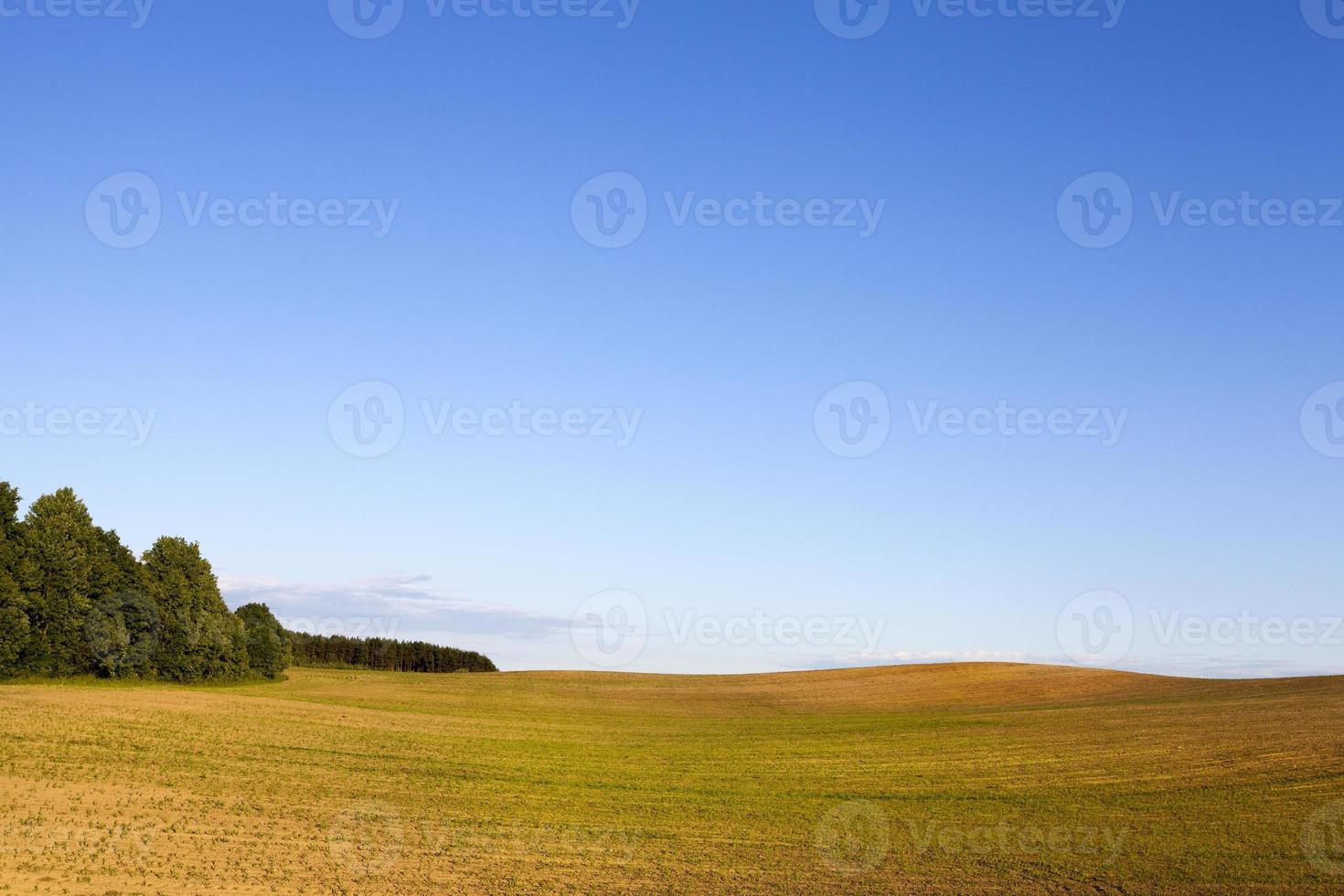 real nature with green trees and grass illuminated by sunlight, photo